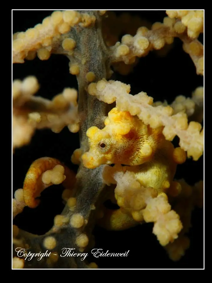 Anilao Macro Dive Media Highlight